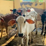 The Vedic Significance of Feeding Cows Gaya Laddu